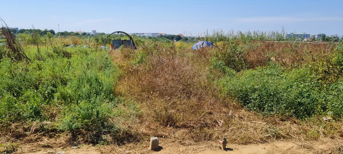 Do nắng nóng, nước sông nhiễm mặn, nông dân đành ngậm ngùi nhìn cỏ dại tràn ngập trên những thửa đất trồng trọt từng là luống cải, mồng tơi, bí đao... xanh mướt.