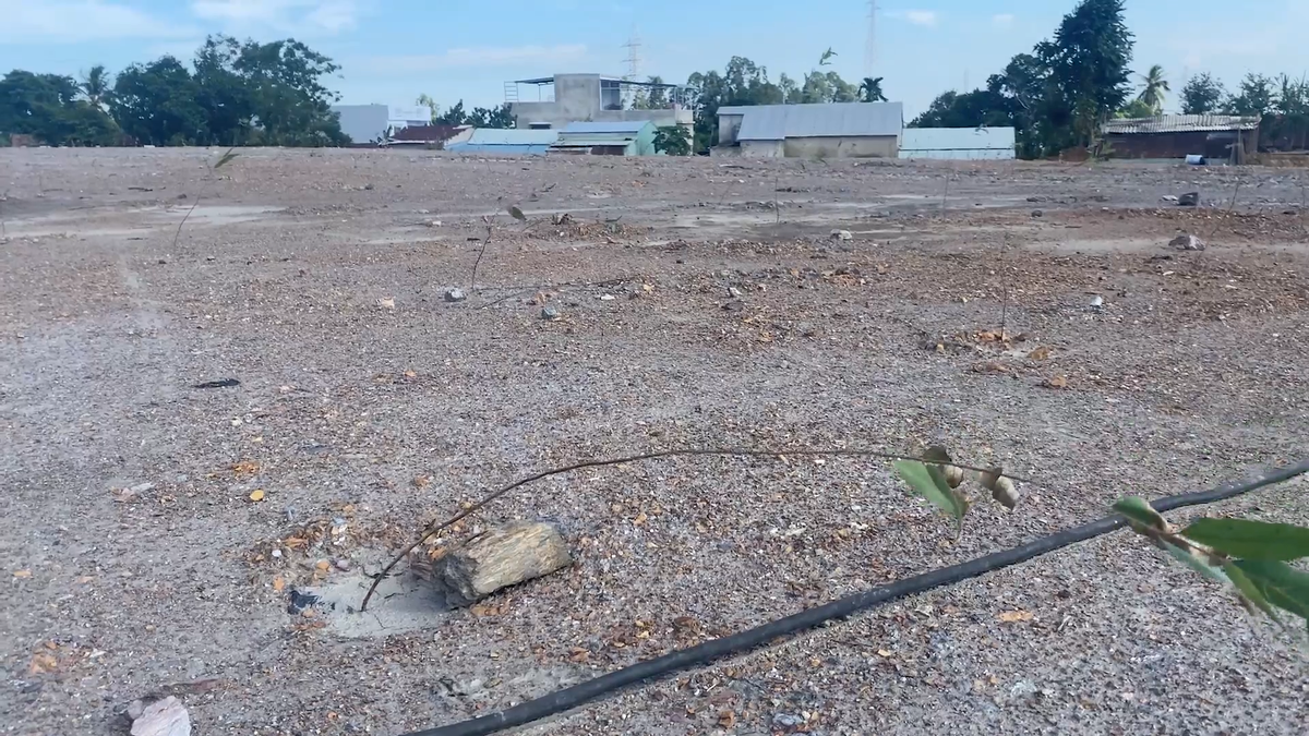 Theo thiết kế, để hạn chế bùn đất, phần ta luy sẽ được trồng cây xanh cách ly, trồng cỏ để giữ đất, bùn không bị trôi xuống nhà dân. Tuy nhiên, khi đi kiểm tra thực địa, thấy những câu bạch đàn con trồng loe hoe phải nhìn kỹ mới thấy, ông Quảng yêu cầu ban quản lý dự án xem xét lại cách triển khai các giải pháp.