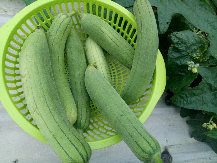 Vi sao muop duoc menh danh la “nhan sam cua nguoi ngheo”?