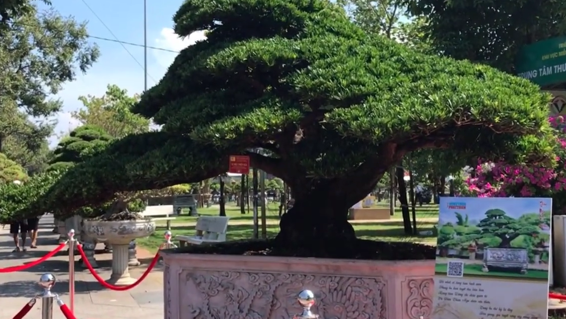 Để sở hữu &#34;Vũ điệu thiên nga&#34;, chủ nhân của nó đã chi gần chục tỷ đồng để đưa cây từ Đài Loan về Việt Nam. Tại triển lãm này, giới cây cảnh đánh giá đây là tác phẩm độc đáo nhất, được định giá trên 15 tỷ đồng.