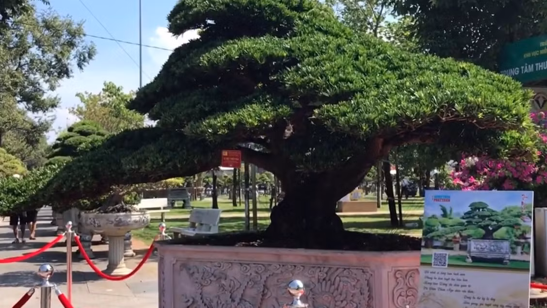 Để sở hữu "Vũ điệu thiên nga", chủ nhân của nó đã chi gần chục tỷ đồng để đưa cây từ Đài Loan về Việt Nam. Tại triển lãm này, giới cây cảnh đánh giá đây là tác phẩm độc đáo nhất, được định giá trên 15 tỷ đồng.