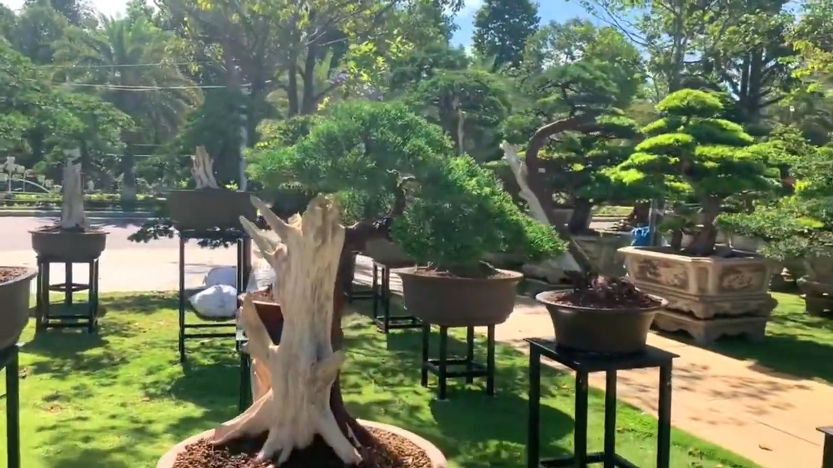 Vì mang nhiều ý nghĩa may mắn, tài lộc nên tùng là loại cây phong thủy được giới bonsai cực kỳ ưa chuộng, mang lại giá trị kinh tế cao.