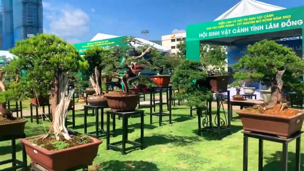 Đây cũng là cây bonsai chủ đạo của Hội Sinh vật cảnh tỉnh Lâm Đồng mang đến triển lãm tại Quy Nhơn.