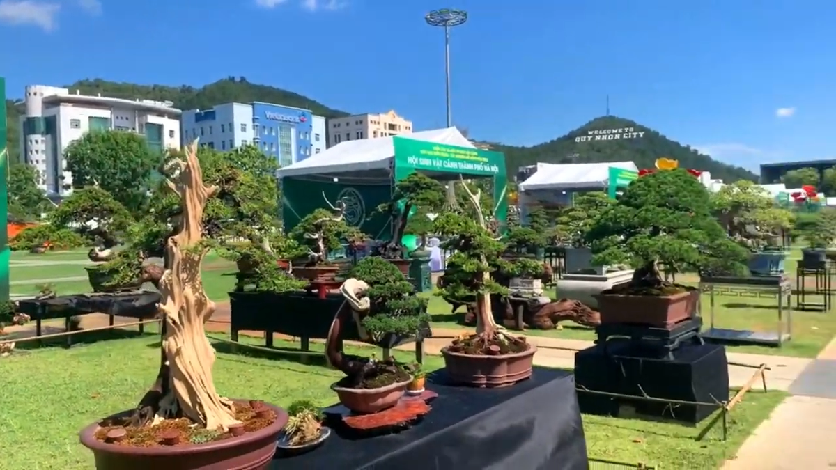 Những chậu tùng bonsai đủ thể loại, kích cỡ, dáng thế được mang tới triển lãm lần này.