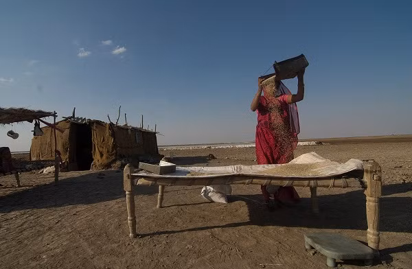 Một phụ nữ Agariya đứng bên ngoài túp lều của cô. Vào mùa cao điểm thu hoạch muối, người dân Agariya thường dựng tạm những túp lều gần ruộng muối để tiện làm việc.