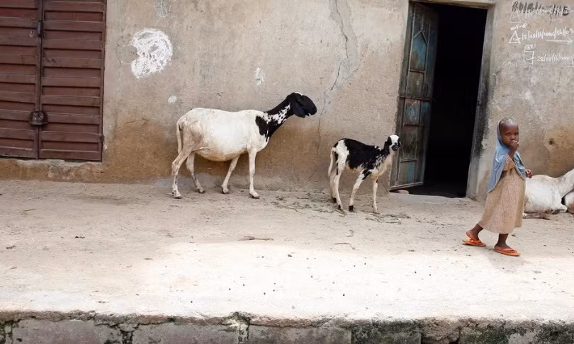 “Nhóm khủng bố Boko Haram vẫn thường xuyên tới và quấy rối chúng tôi. Chúng tôi vẫn cảm thấy lo sợ”, Haja Jamil, 40 tuổi, cho biết. Ảnh: Một em nhỏ Nigeria đứng trước nhà.