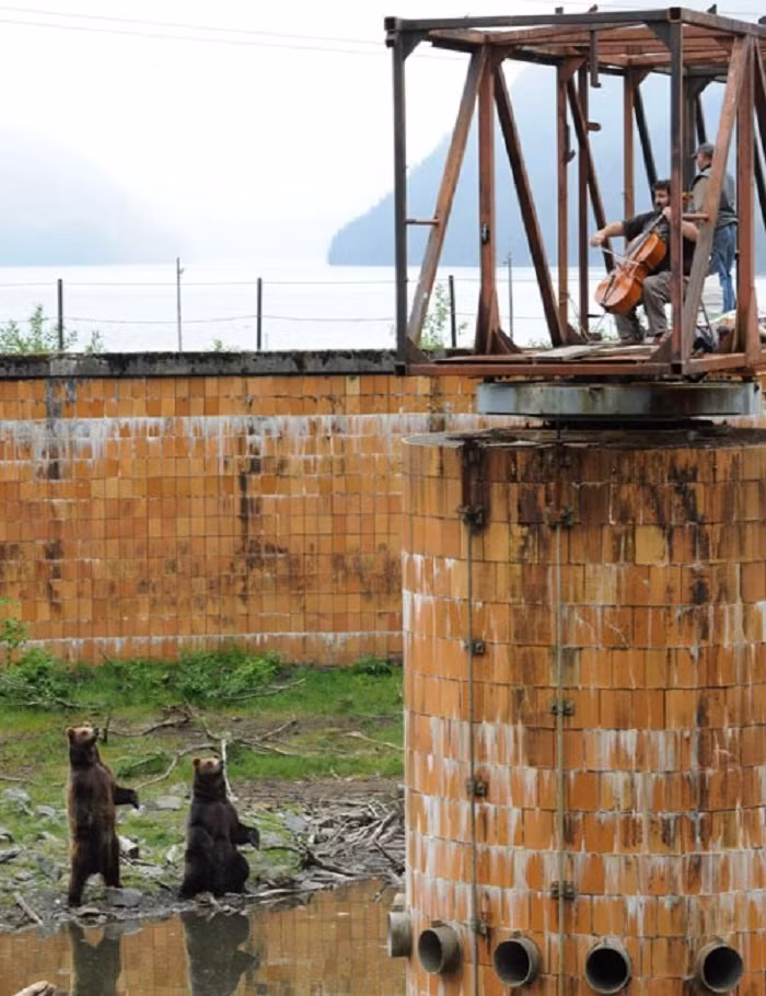 Những chú gấu Nga thích thú khi được thưởng thức nhạc sống. Đây là một trong những cảnh tượng hiếm thấy chỉ có ở Nga.