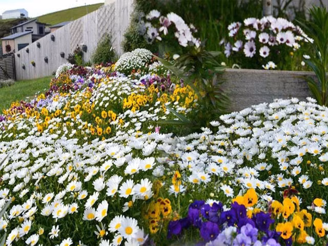 Khong the roi mat tham hoa cuc dep hon tranh cua me Viet o Australia