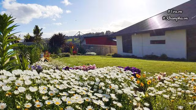 Khong the roi mat tham hoa cuc dep hon tranh cua me Viet o Australia-Hinh-2