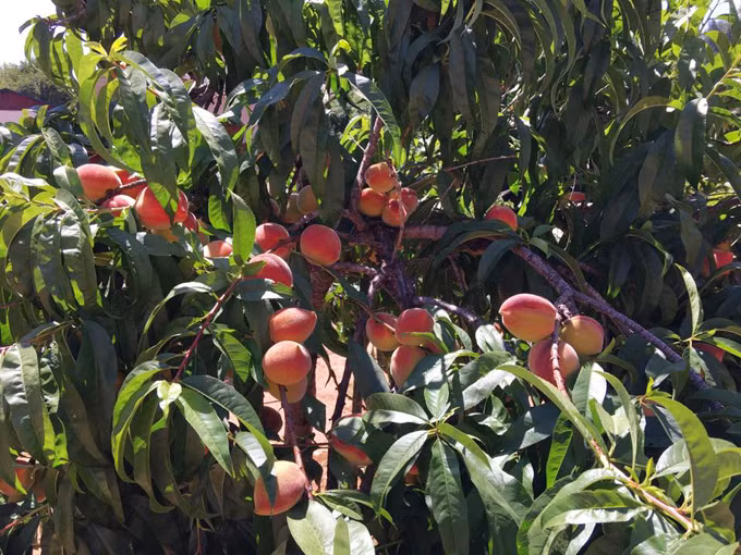 Những cây đào sai trĩu quả, rụng đầy gốc. Ảnh: Ngôi sao.