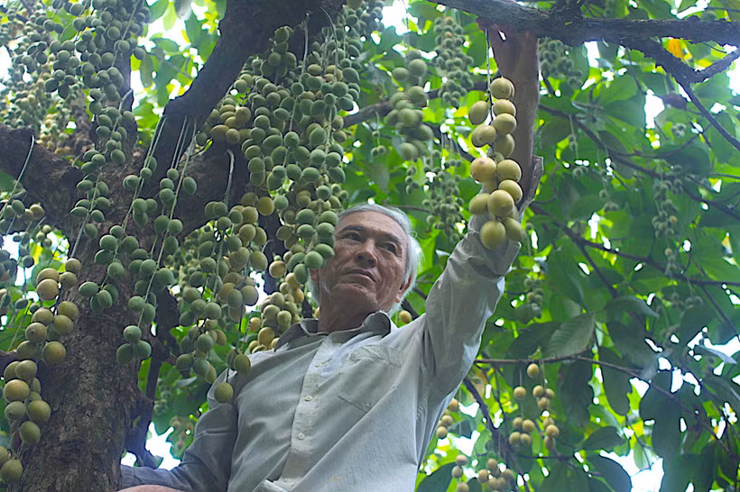  2. Vườn quả trĩu cành nhìn "đã con mắt" của đại gia Đồng Nai Ông Huỳnh Văn Lang (63 tuổi, ấp 2, xã An Phước, H.Long thành) sở hữu vườn dâu xiêm rộng hơn 1ha. Ảnh: Internet.