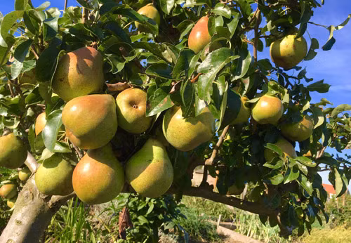 Cây lê quả nhiều hơn lá khiến ai cũng ngạc nhiên. Ảnh: Dân Việt.