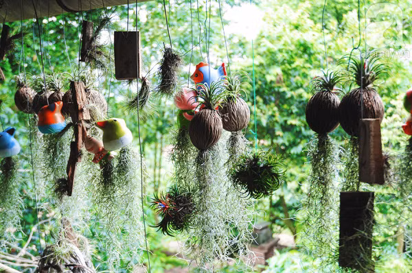 Một góc sân vườn nơi chị Hiền ngắm cảnh, nghỉ ngơi thư giãn sau những lúc làm vườn. Ảnh: Afamily.