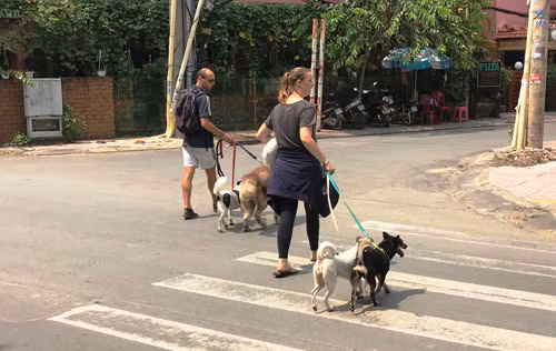 TPHCM: Dang dieu tra vu hang loat cho cua nguoi nuoc ngoai bi dau doc-Hinh-7