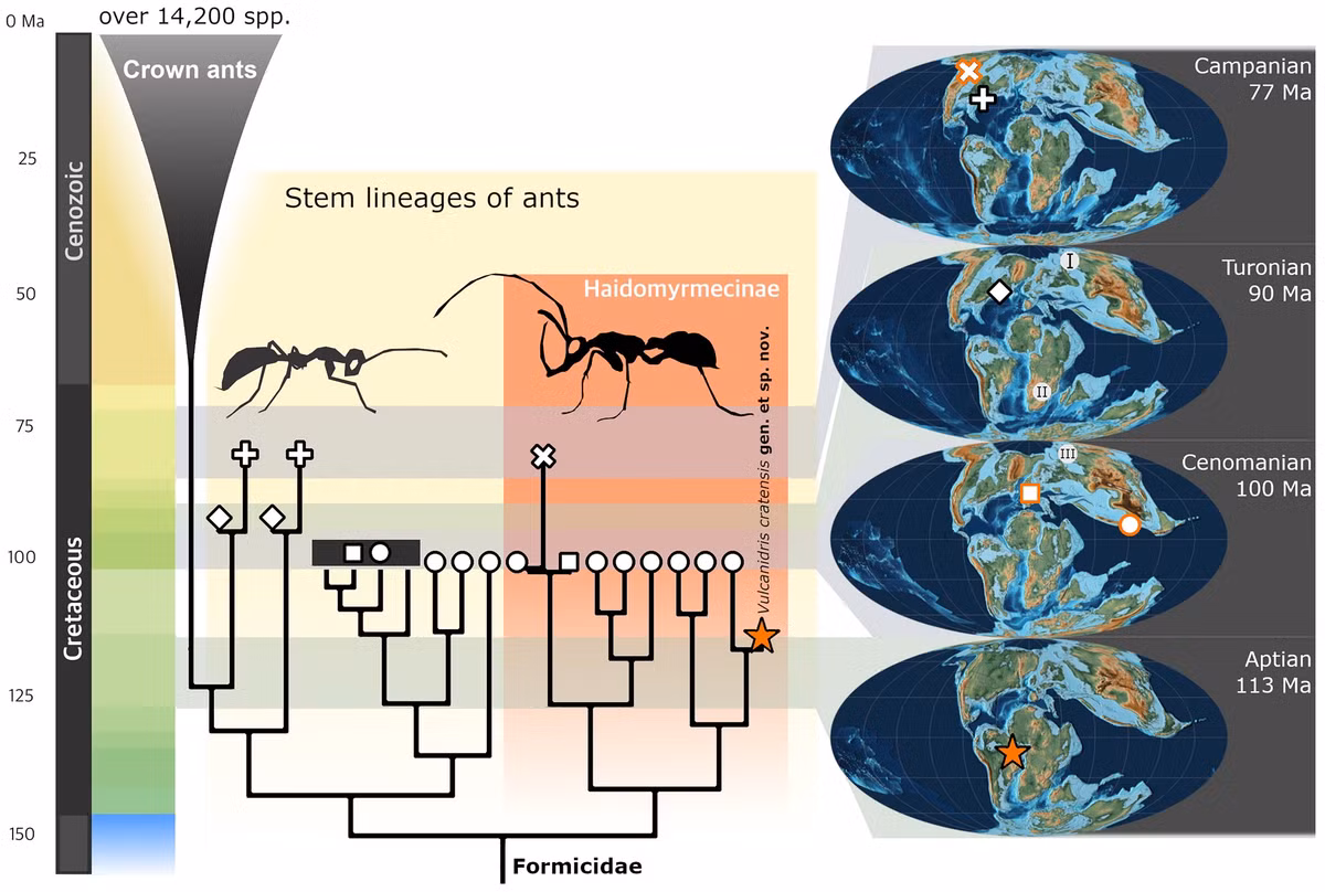 Nghiên cứu mở ra góc nhìn mới về quá trình tiến hóa của kiến và nhấn mạnh tiềm năng từ các bộ sưu tập hóa thạch bị lãng quên.(Ảnh: novataxa)