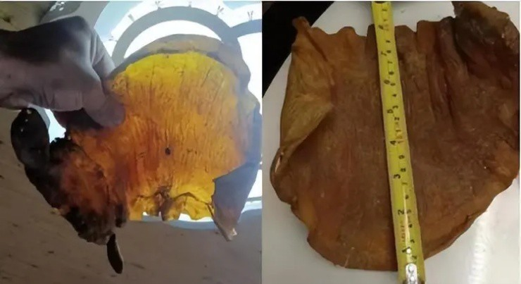 Chiếc bong bóng nặng 350g, màu vàng cam, được phơi khô và cất giữ làm của gia truyền nhưng bị lãng quên suốt nửa thế kỷ.