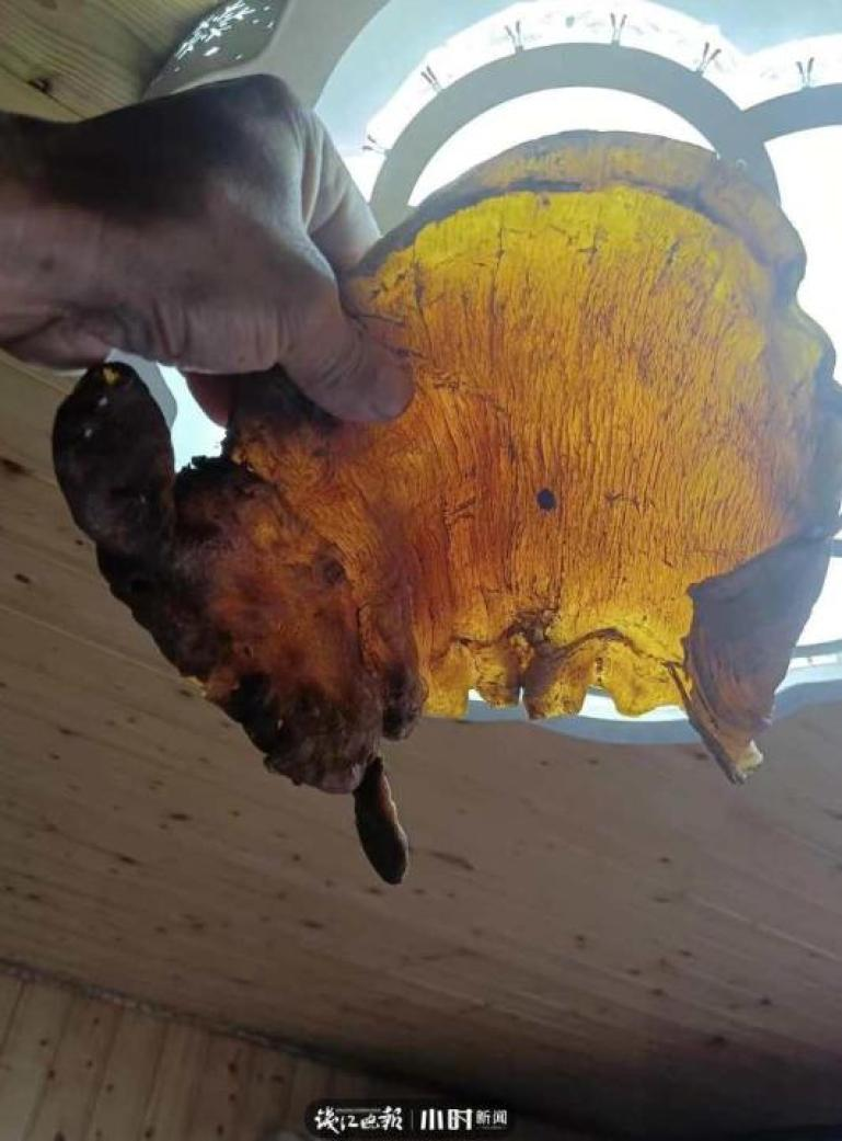 Không chỉ quý hiếm, bong bóng cá 50 năm tuổi còn có giá trị dinh dưỡng vượt trội, dễ hấp thụ hơn loại thông thường. Các chuyên gia khuyên ông Xu nên tiếp tục giữ làm báu vật gia truyền thay vì bán ra thị trường.