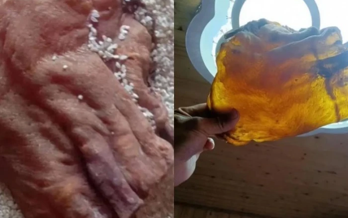 Giáo sư Đại học Hải dương Chiết Giang xác nhận đây là cổ vật cực hiếm, thuộc loại bong bóng cá thượng hạng.