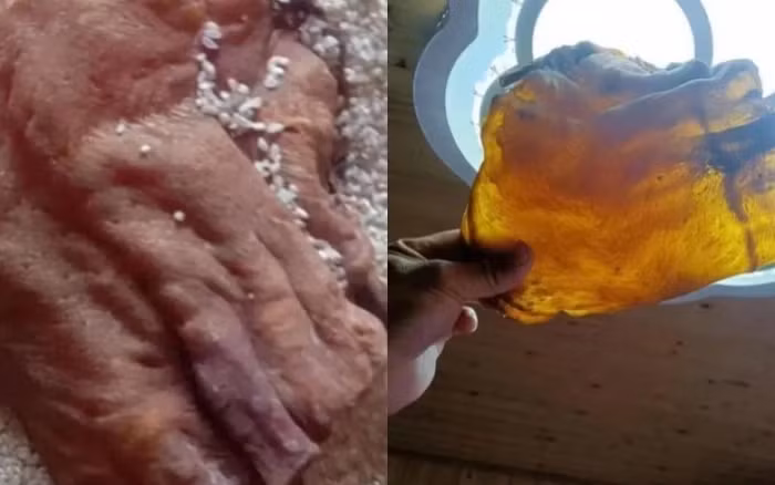 Giáo sư Đại học Hải dương Chiết Giang xác nhận đây là cổ vật cực hiếm, thuộc loại bong bóng cá thượng hạng.