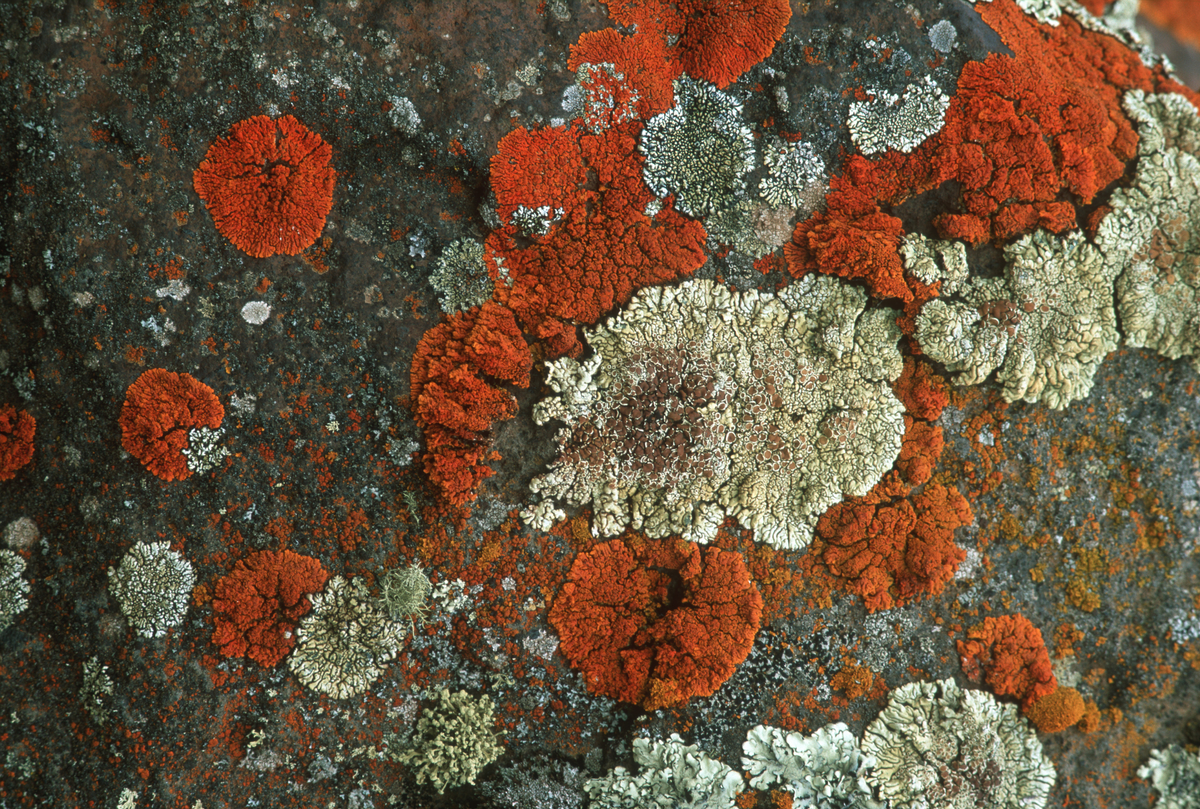 Phát hiện mở ra cơ hội mới trong nghiên cứu sinh học vũ trụ và khả năng chinh phục hành tinh khác của sinh vật Trái Đất.(Ảnh: Ars Technica)