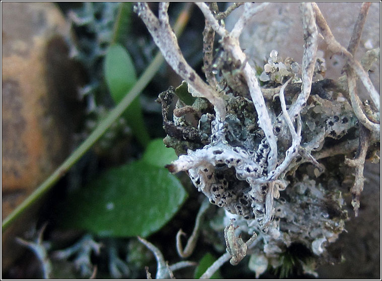 Địa y có khả năng quang hợp, chống bức xạ, kháng oxy hóa và có nhu cầu dinh dưỡng cực thấp.(Ảnh: Dorset nature)