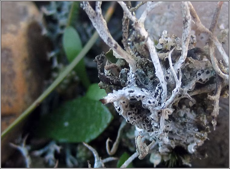 Địa y có khả năng quang hợp, chống bức xạ, kháng oxy hóa và có nhu cầu dinh dưỡng cực thấp.(Ảnh: Dorset nature)