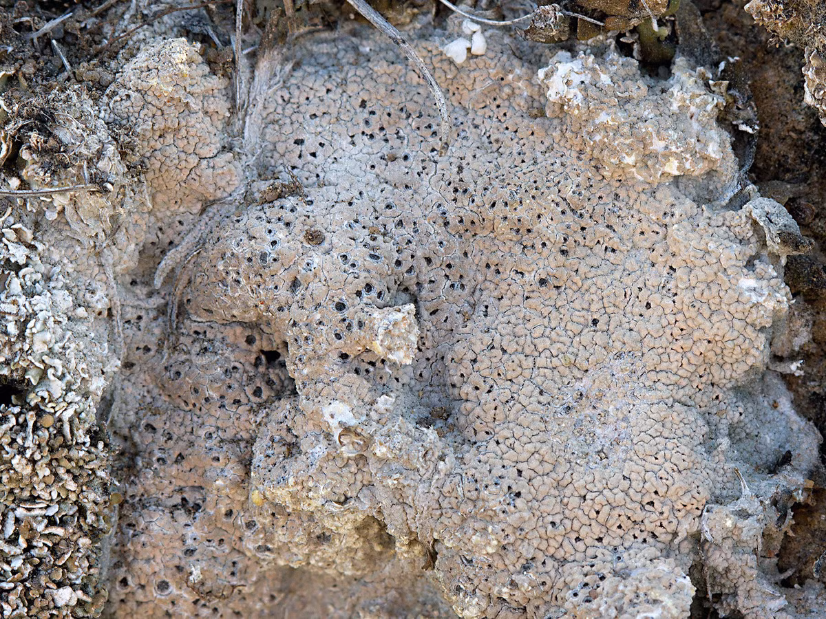 Loài địa y Diploschistes muscorum đã sống sót và duy trì trao đổi chất khi tiếp xúc với bức xạ tia X, áp suất thấp, khí quyển mỏng và nhiệt độ dao động mạnh.(Ảnh: Consortium of Lichen Herbaria) 