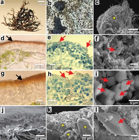 Địa y, một dạng cộng sinh giữa nấm và sinh vật quang hợp, đang được xem là "ứng viên" sáng giá cho sự sống ngoài Trái Đất. (Ảnh: VIỆN HÀN LÂM KHOA HỌC BA LAN)
