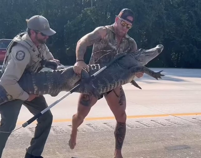 Theo luật Florida, những người bắt cá sấu được cấp phép có quyền sở hữu con vật nếu nó gây nguy hiểm. Nghề bắt cá sấu tại bang này là công việc bán thời gian, không có đào tạo chính quy, và người tham gia phải mua giấy phép để hành nghề. Vụ việc của Dragich khiến nhiều người kinh ngạc về sự liều lĩnh và kỹ năng kiểm soát động vật hoang dã. (Ảnh: Tiền phong)