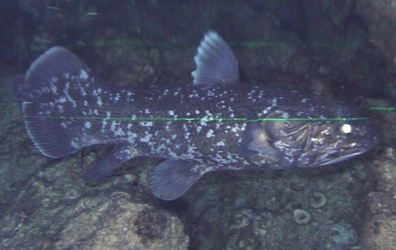 Loài cá này từng xuất hiện cách đây hơn 400 triệu năm, từ thời kỳ trước cả khủng long và chỉ được biết đến qua hóa thạch.(Ảnh: ResearchGate)