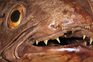 Trước đó, vào năm 1938, một cá thể cá vây tay từng được phát hiện ngoài khơi Nam Phi, gây chấn động giới khoa học.(Ảnh: ScienceDirect)