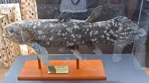 Việc tái xuất cá vây tay không chỉ là bước đột phá về mặt sinh học mà còn giúp hiểu rõ hơn về quá trình tiến hóa từ sinh vật biển lên cạn.(Ảnh: iNaturalist)