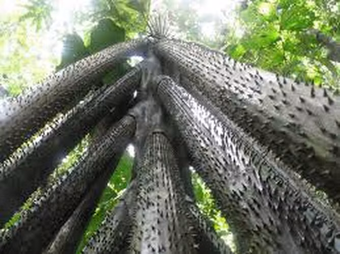 Tuy nhiên, nhà sinh vật học Gerardo Avalos bác bỏ hiện tượng này, gọi nó là huyền thoại không có cơ sở khoa học.(Ảnh:UkrBIN)