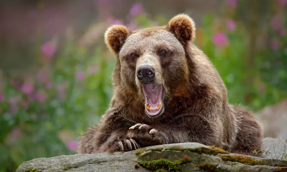 Câu chuyện đã thu hút sự chú ý trên mạng xã hội, trở thành minh chứng cho sự bình tĩnh và hiểu biết về động vật hoang dã có thể tạo nên sự khác biệt giữa sống và chết trong những tình huống nguy cấp. (Ảnh: VOH)