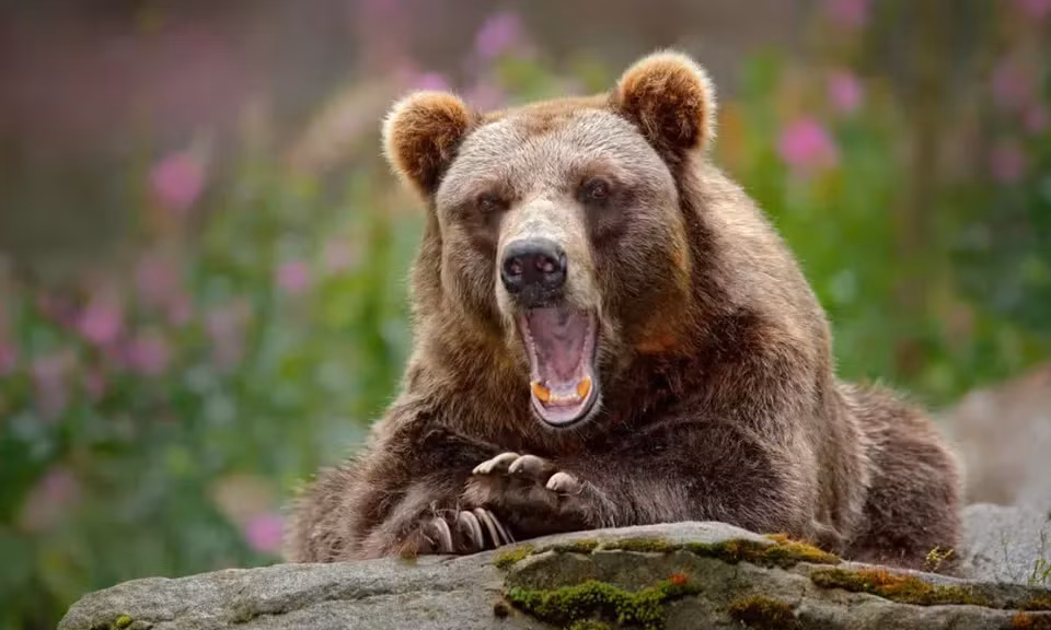 Câu chuyện đã thu hút sự chú ý trên mạng xã hội, trở thành minh chứng cho sự bình tĩnh và hiểu biết về động vật hoang dã có thể tạo nên sự khác biệt giữa sống và chết trong những tình huống nguy cấp. (Ảnh: VOH)