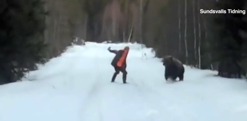Trong tình huống nguy hiểm cận kề, ông giữ bình tĩnh, dang rộng tay và hét lớn, mô phỏng hành vi của một số loài chim để đe dọa kẻ thù.(Ảnh:Sundsvalls Tidning)