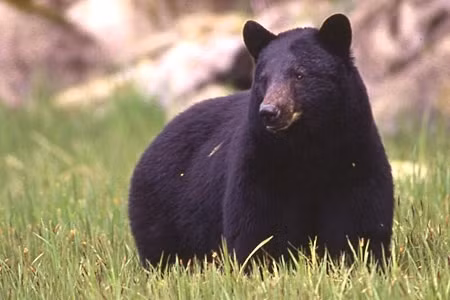 Theo Bộ Cá và Động vật hoang dã Washington, gấu thường tránh xa con người, nhưng nếu bị đe dọa, cần đứng thẳng, vẫy tay và nói lớn để khiến chúng rút lui. Tuyệt đối không nên quay lưng bỏ chạy khi đối đầu với gấu.(Ảnh: Znews)