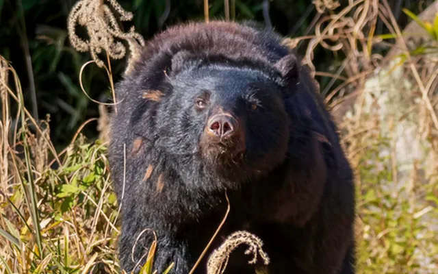 Sau vụ tấn công, cảnh sát đã tìm thấy con gấu gần khu vực xảy ra sự việc và tiêu diệt nó, trong khi hai gấu con được đưa đến trung tâm chăm sóc động vật hoang dã. (Ảnh: VTV)