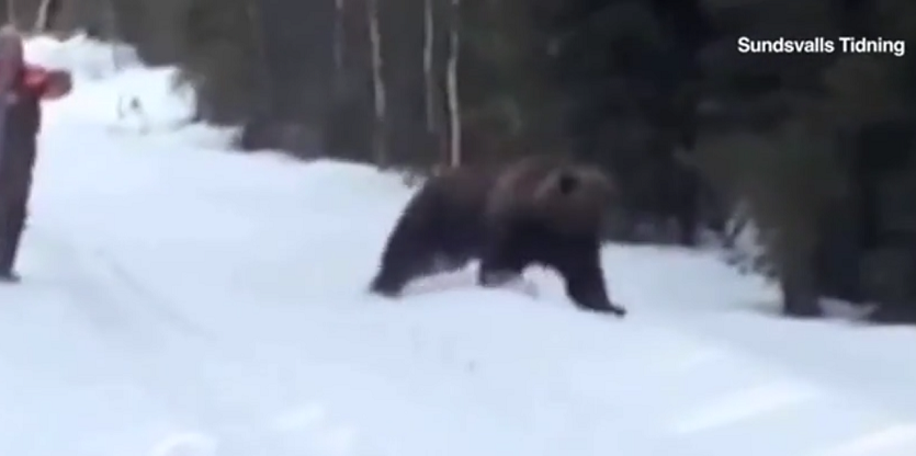 Điều đáng ngạc nhiên là con gấu dừng lại, quay đầu và nhanh chóng bỏ chạy vào rừng, để lại người đàn ông an toàn. Sau sự việc, ông chia sẻ rằng đây là kỹ thuật ông từng học được, giúp tránh nguy hiểm thay vì hoảng loạn chạy đi.(Ảnh:Sundsvalls Tidning)