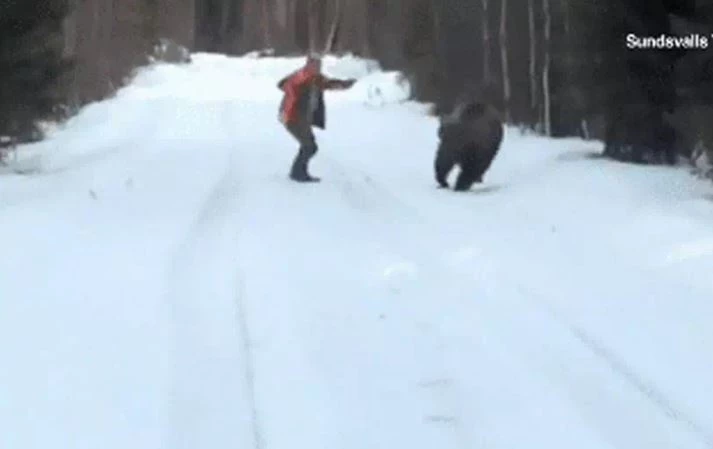Một người đàn ông tại Thụy Điển đã đối mặt với một con gấu dữ đang lao tới mà không hoảng loạn bỏ chạy. Khi con gấu phát hiện ra sự hiện diện của ông, nó lập tức lao đến với tốc độ cao. (Ảnh: Sundsvalls Tidning)