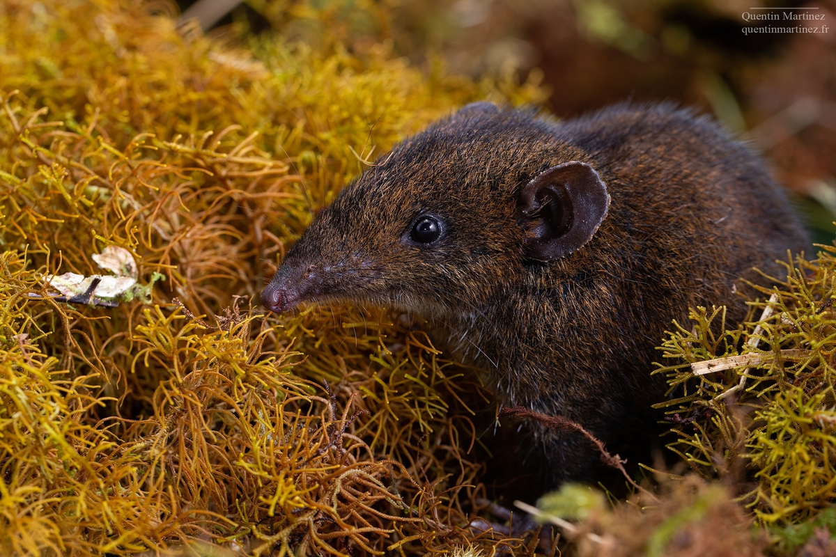 Phát hiện không chỉ góp phần bảo tồn đa dạng sinh học mà còn cung cấp dữ liệu quý cho nghiên cứu tiến hóa và bảo vệ động vật quý hiếm. (Ảnh: novataxa)