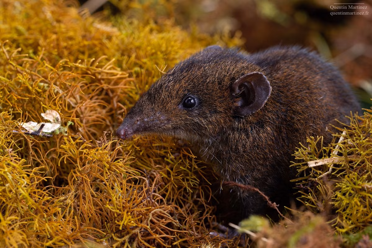 Phát hiện không chỉ góp phần bảo tồn đa dạng sinh học mà còn cung cấp dữ liệu quý cho nghiên cứu tiến hóa và bảo vệ động vật quý hiếm. (Ảnh: novataxa)