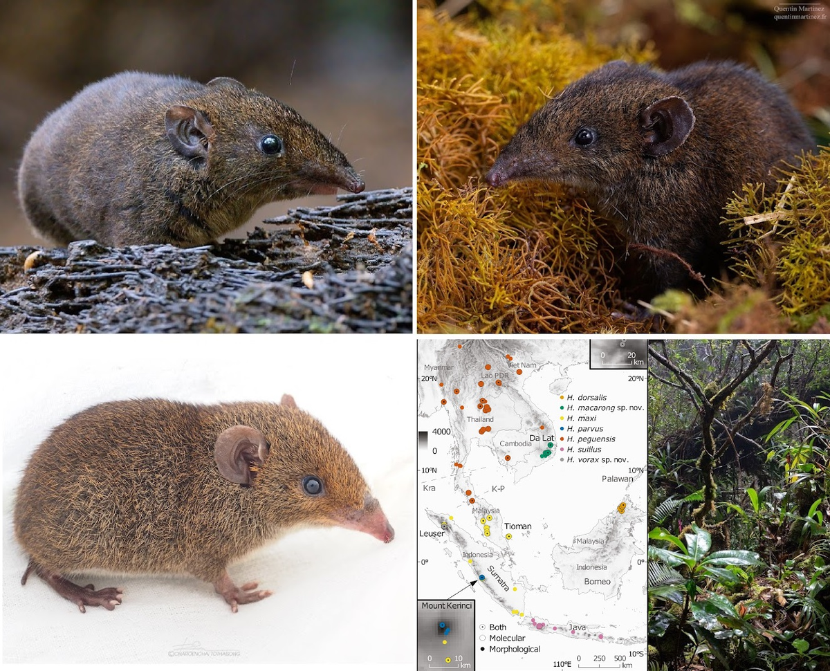 Trước đó chỉ ghi nhận hai loài nhím lông mềm, nhưng phát hiện này đã nâng tổng số lên bảy loài. (Ảnh: novataxa)