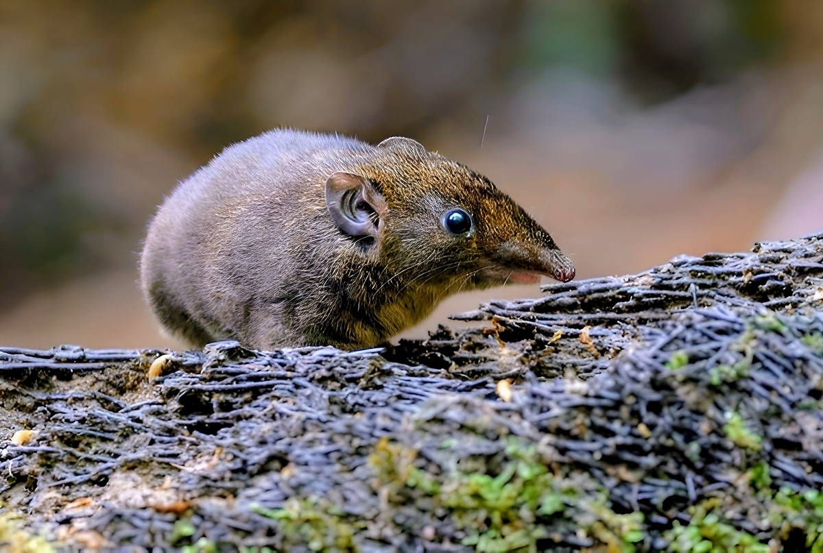 Một loài khác là H. vorax sống ở đảo Sumatra (Indonesia), nhỏ hơn và có ngoại hình hơi khác biệt. (Ảnh: Earth.com)