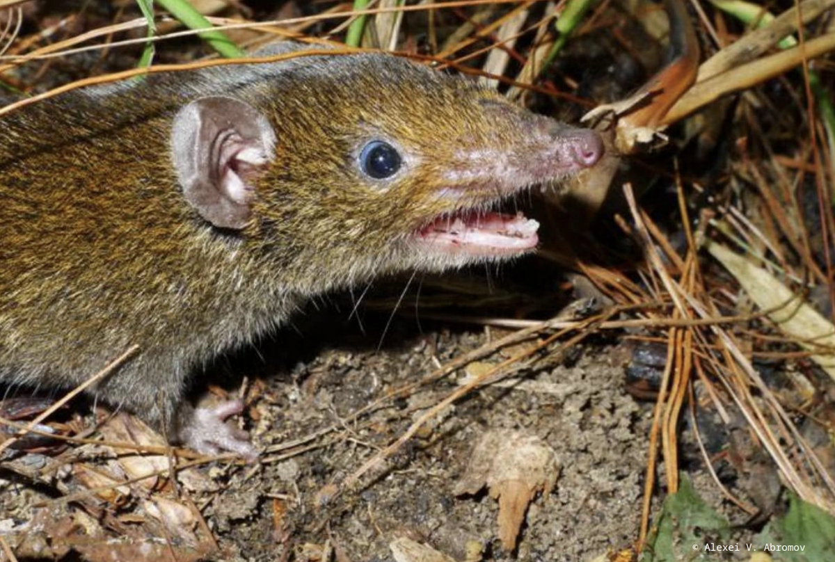 Năm 2023, các nhà khoa học phát hiện loài nhím mới tại miền Nam Việt Nam có răng nanh dài, được ví như “ ma cà rồng”. (Ảnh: WWF)