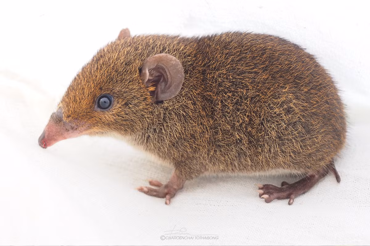 Nghiên cứu có sự tham gia của nhiều tổ chức quốc tế như Smithsonian (Mỹ), Đại học Seville (Tây Ban Nha), và các bảo tàng ở châu Á, châu Âu.(Ảnh: novataxa)