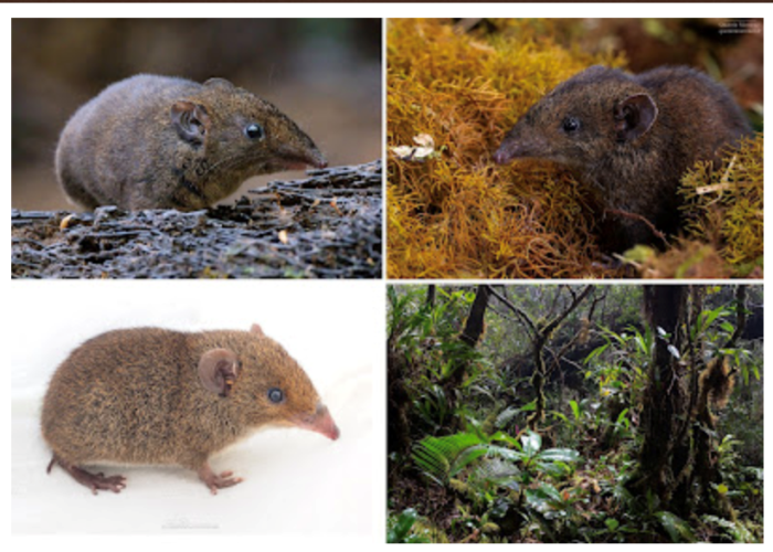 Nó là một trong năm loài nhím lông mềm mới được ghi nhận tại Đông Nam Á, trong đó có hai loài hoàn toàn mới. (Ảnh: David Awcock)