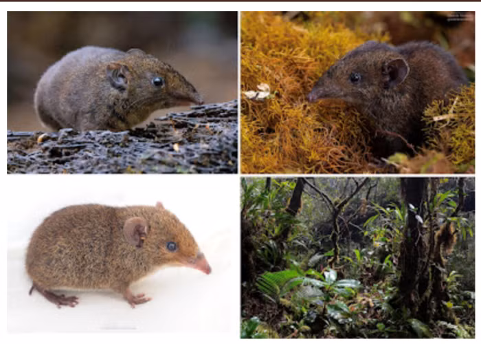 Nó là một trong năm loài nhím lông mềm mới được ghi nhận tại Đông Nam Á, trong đó có hai loài hoàn toàn mới. (Ảnh: David Awcock)