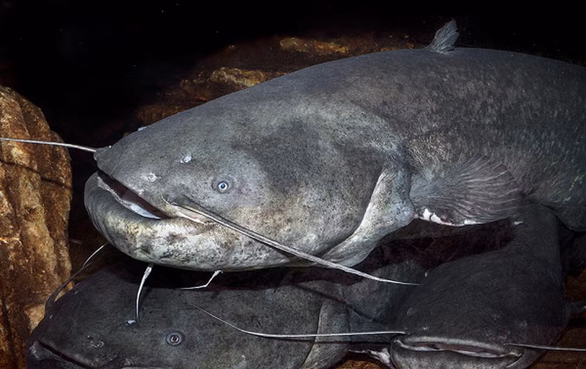 Không giống như các loài khác (khi đẻ xong chúng chỉ vỗ đuôi bơi đi chỗ khác), loài cá này sau khi đẻ xong, cá đực sẽ canh gác bên cạnh cá cái và cố gắng hết sức để bảo vệ trứng.