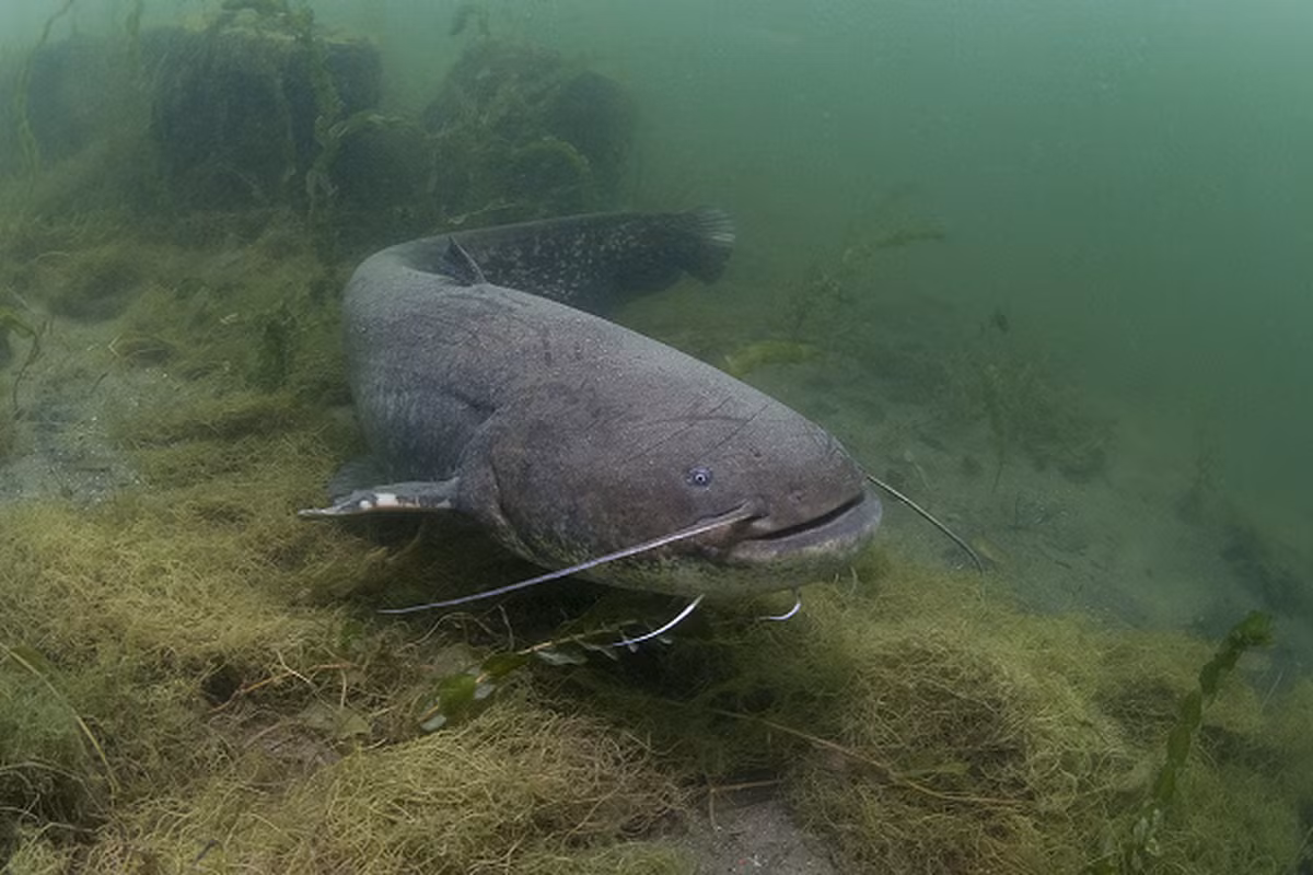 Những loài như tôm hùm nước ngọt và cá chép, đến ăn trộm trứng, chúng sẽ tấn công và đánh đuổi chúng đi. Ngay cả con người, chúng cũng không sợ, khi con người lại gần chúng vẫn sẽ tấn công.